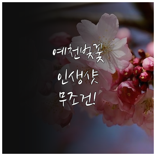 예천 벚꽃 축제 명소 추천 | 한천 체육공원, 용궁역, 금당실 마을